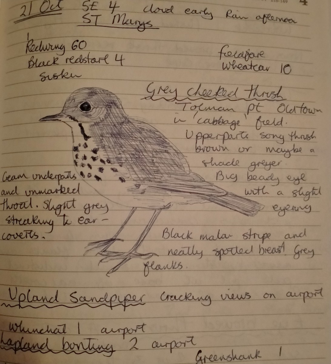 Малый дрозд - ML647306576