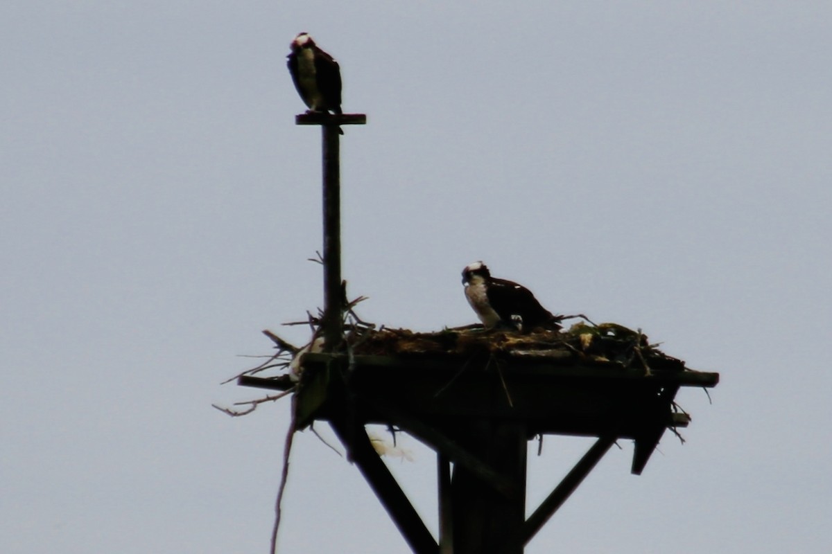 Arrano arrantzalea (carolinensis) - ML647306578
