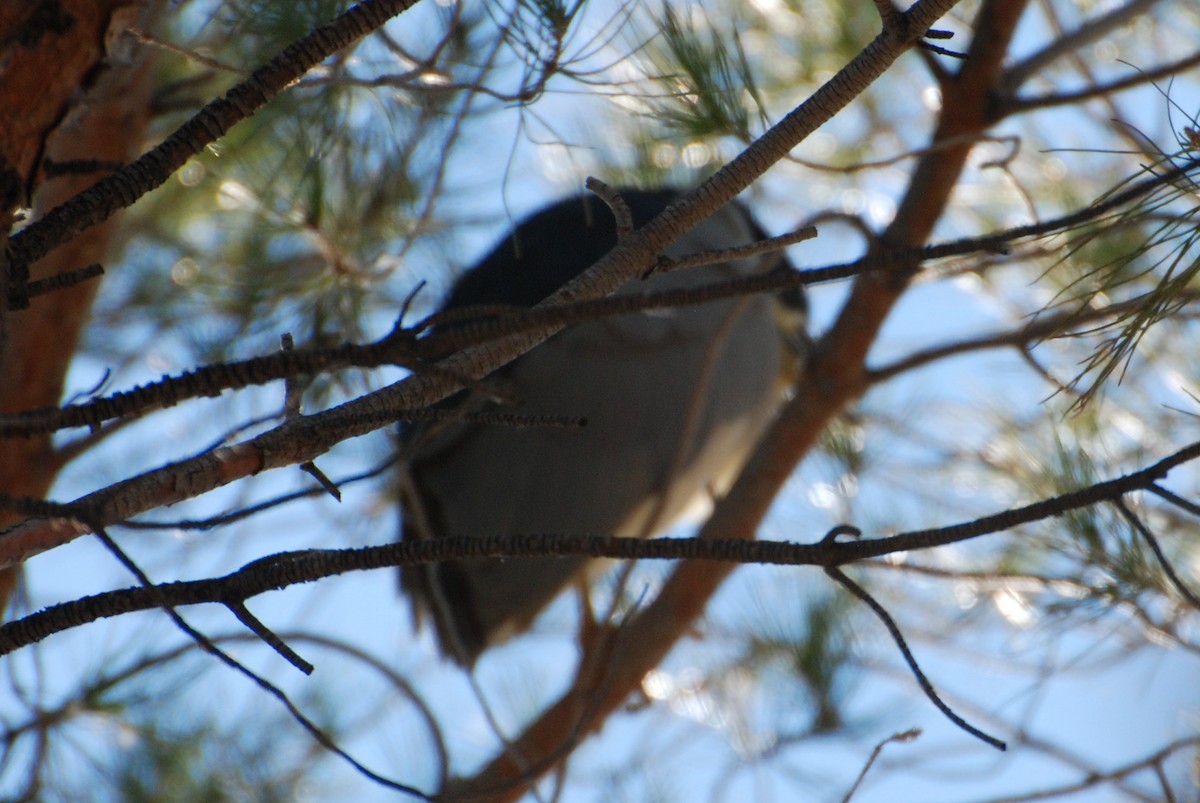 Black-crowned Night Heron - ML647306585