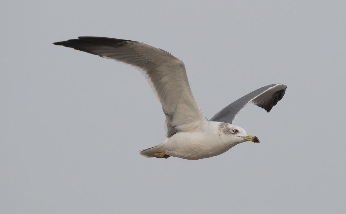 racek východní - ML647306598