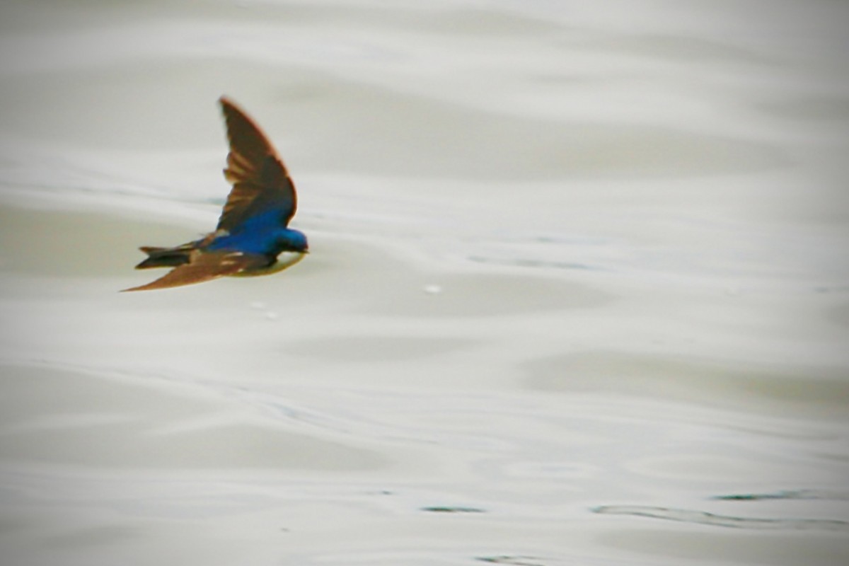 Elai kolorebikoa - ML647306599