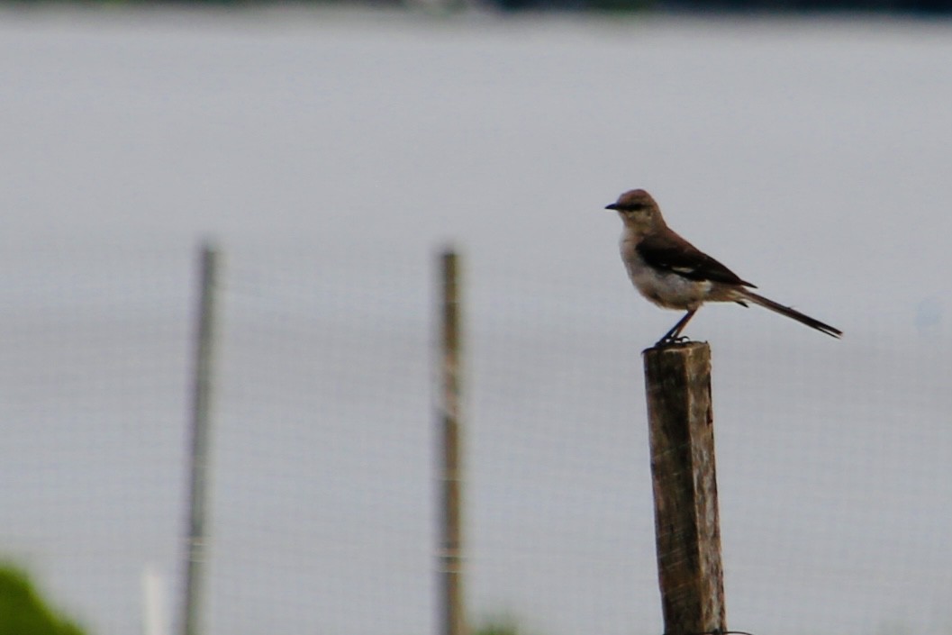 Northern Mockingbird - ML647306606