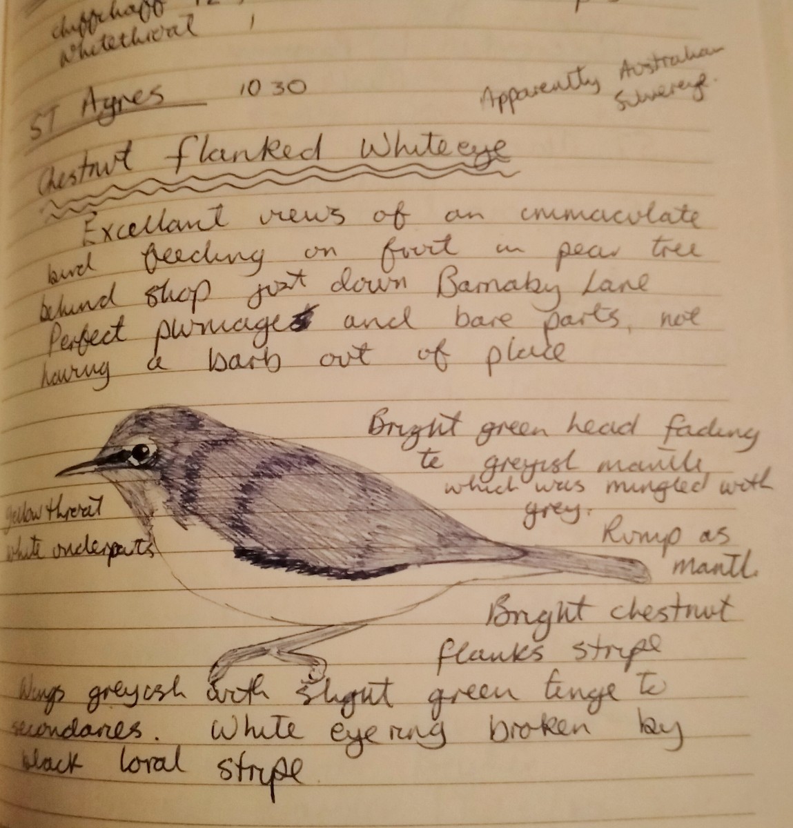 Silvereye - ML647306626