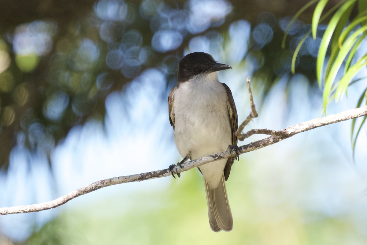 Tirano Guatíbere (taylori) - ML647306653