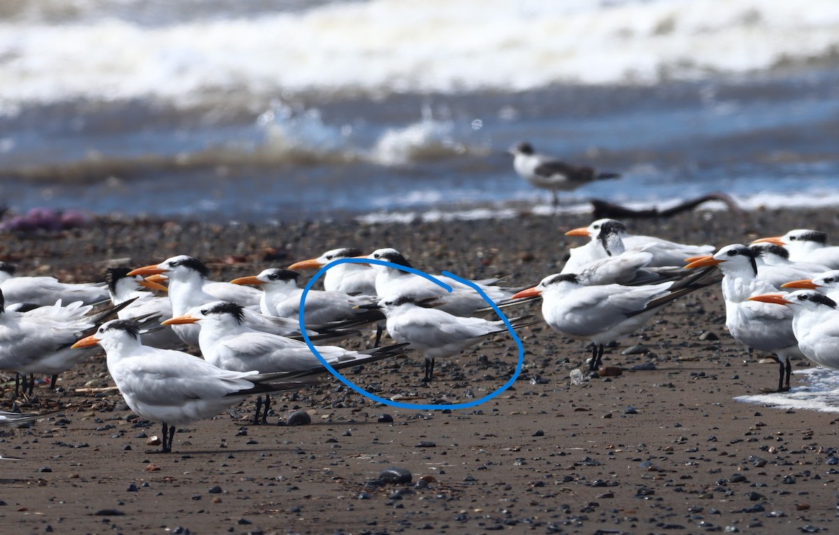 Sandwich Tern - ML647306655