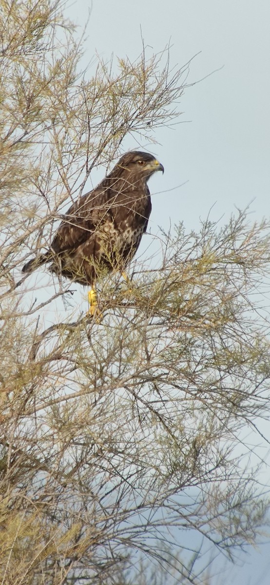 Common Buzzard - ML647306660