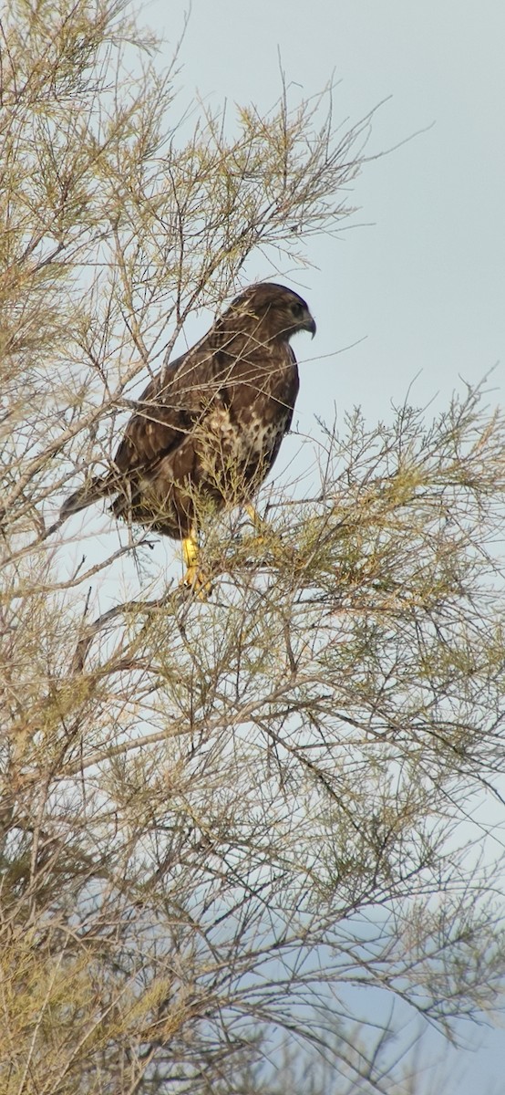 Common Buzzard - ML647306661