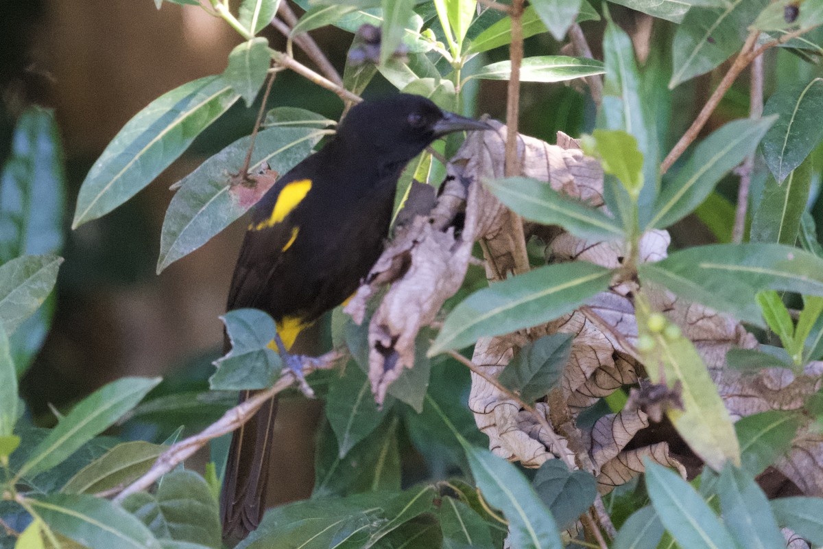 Porto Riko Turpiyali - ML647306664