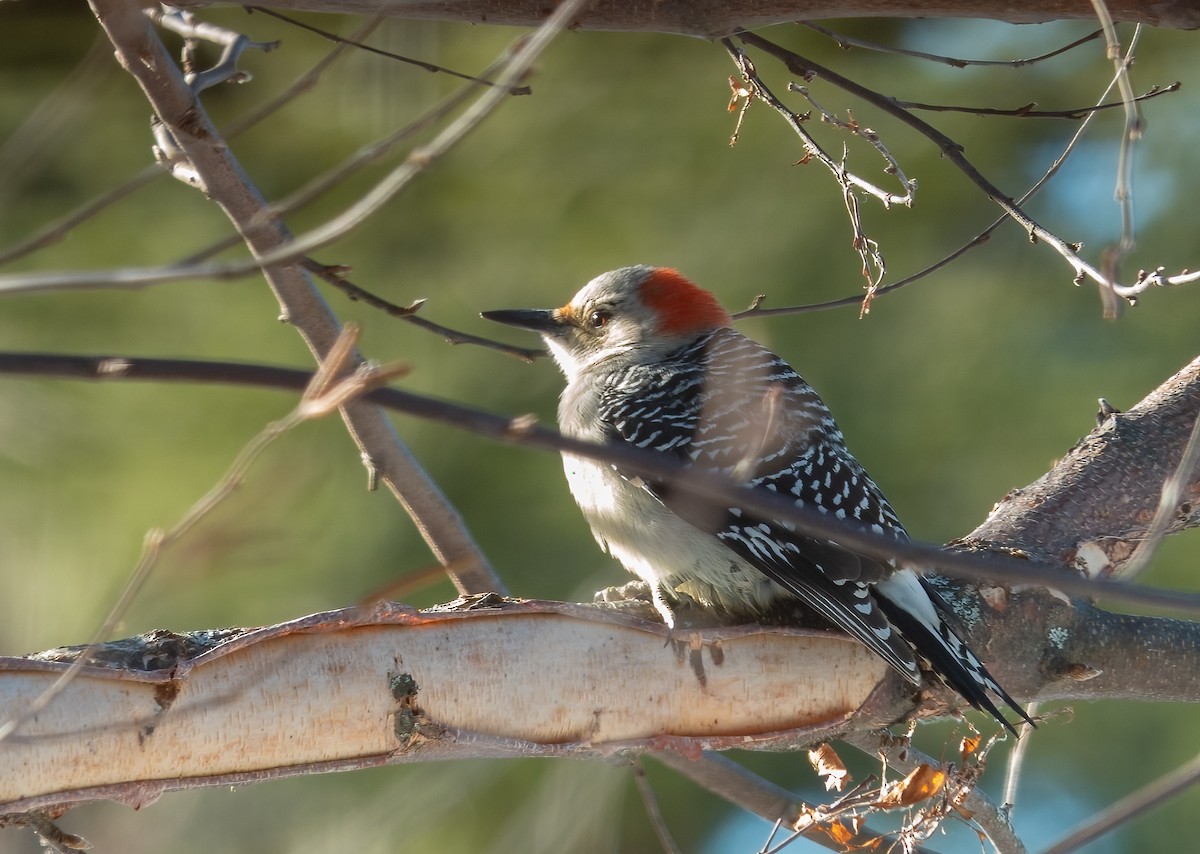 Kızılca Karınlı Ağaçkakan - ML647306667