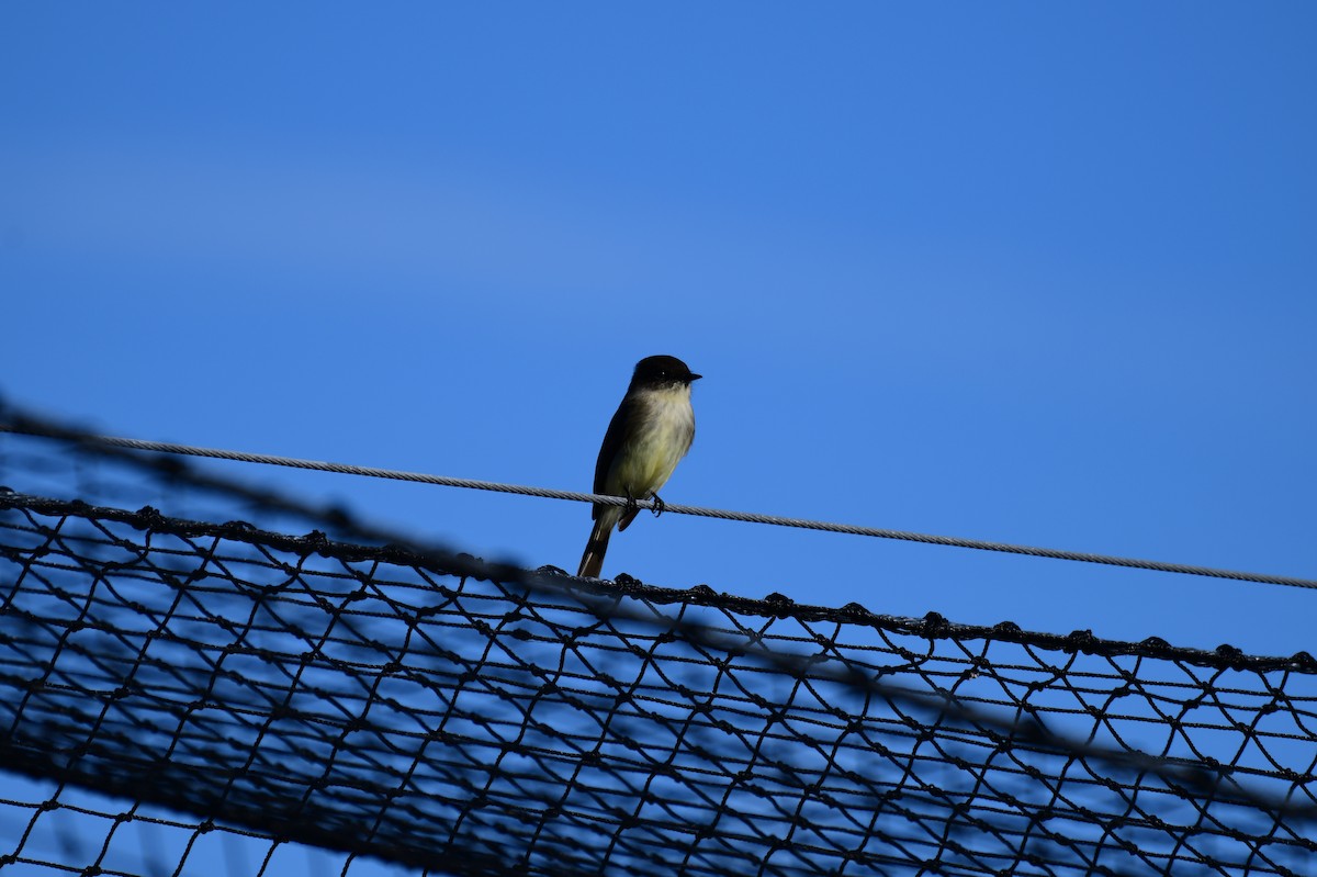 Eastern Phoebe - ML647306669