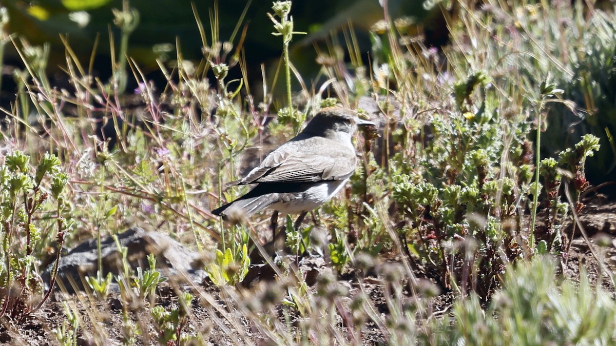 White-browed Ground-Tyrant - ML647306671