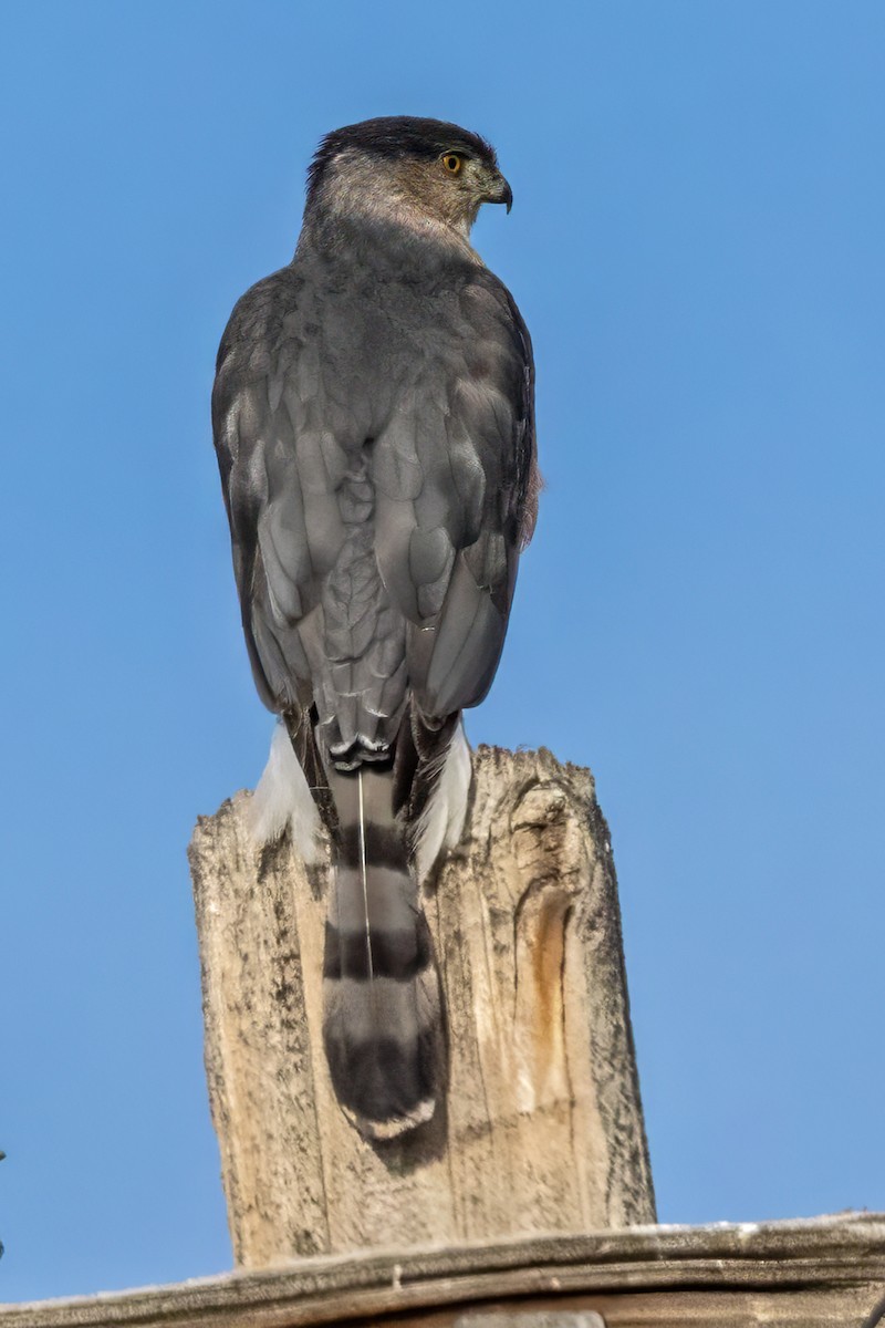 Cooper's Hawk - ML647306687