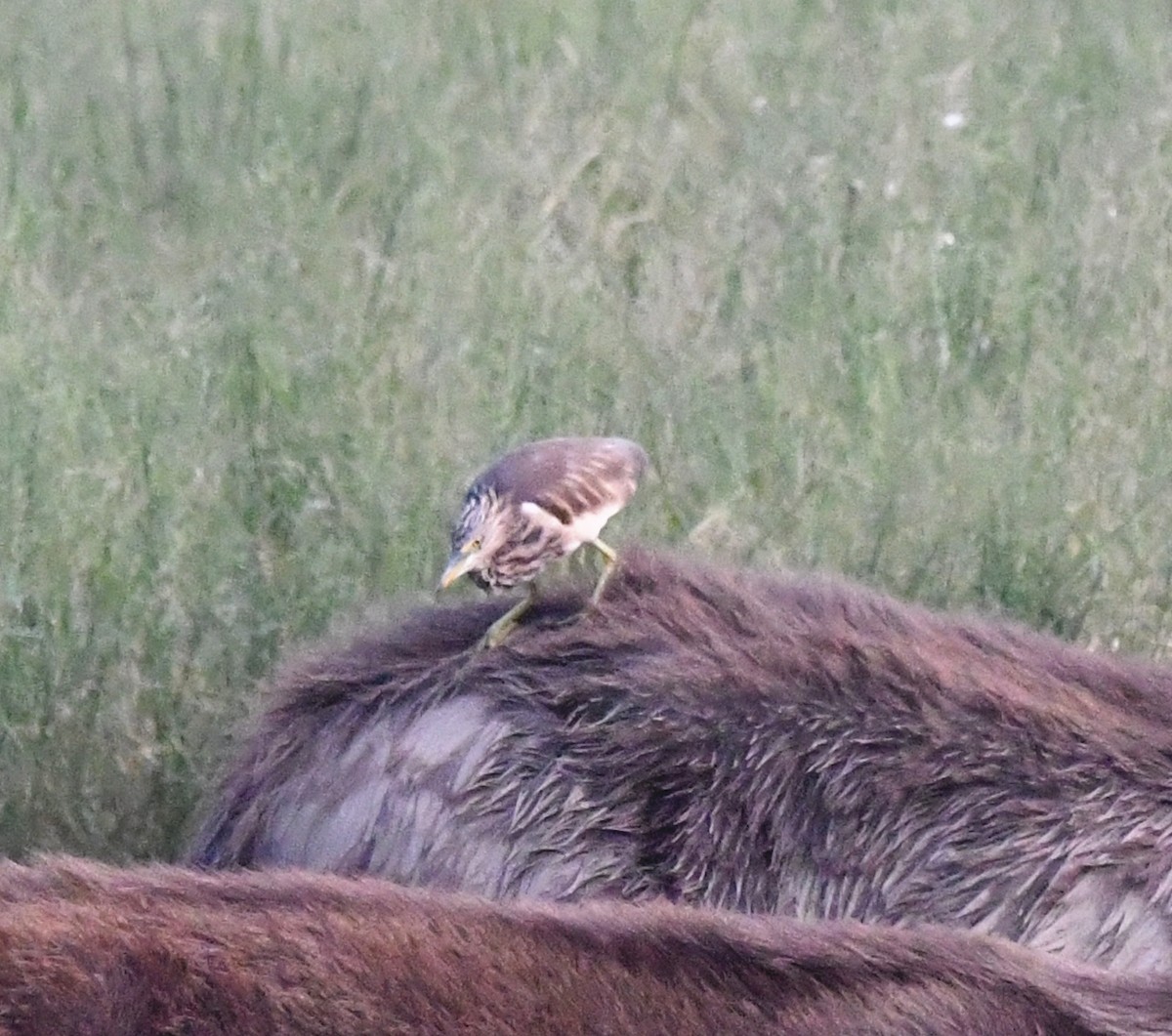 Indian Pond-Heron - ML647306704