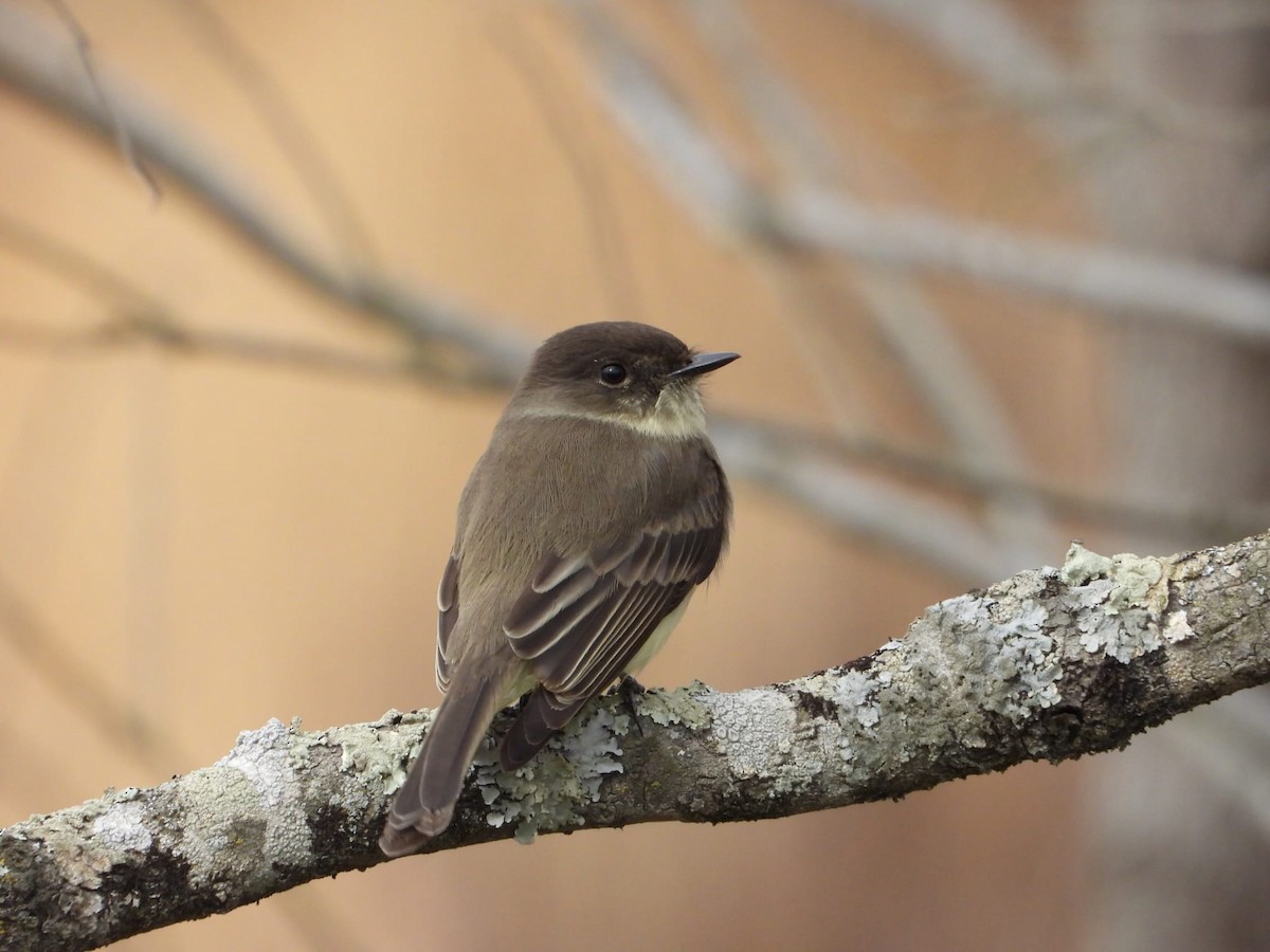 Eastern Phoebe - ML647306707