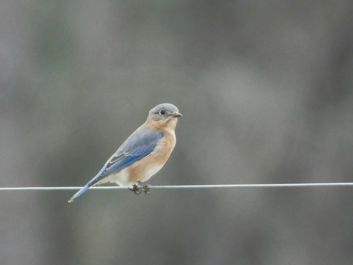 Doğulu Mavi Ardıç - ML647306710