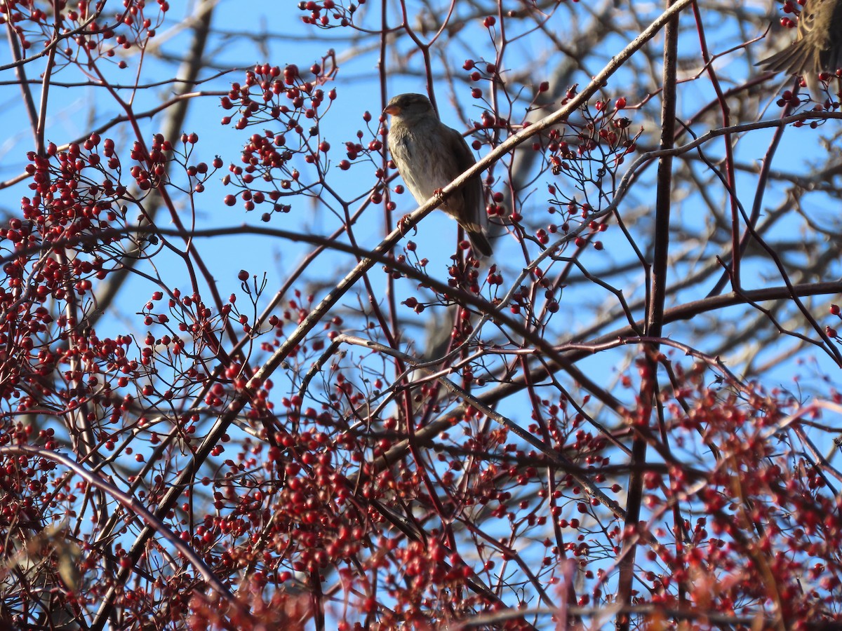 Serçe - ML647306711