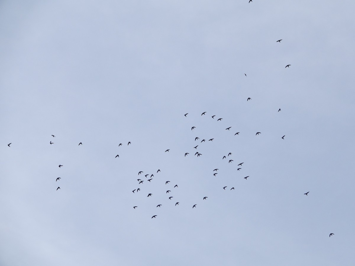 Halsbandsegler - ML647306717