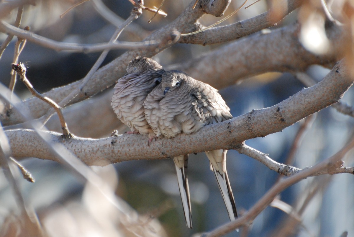 Inca Dove - ML647306730