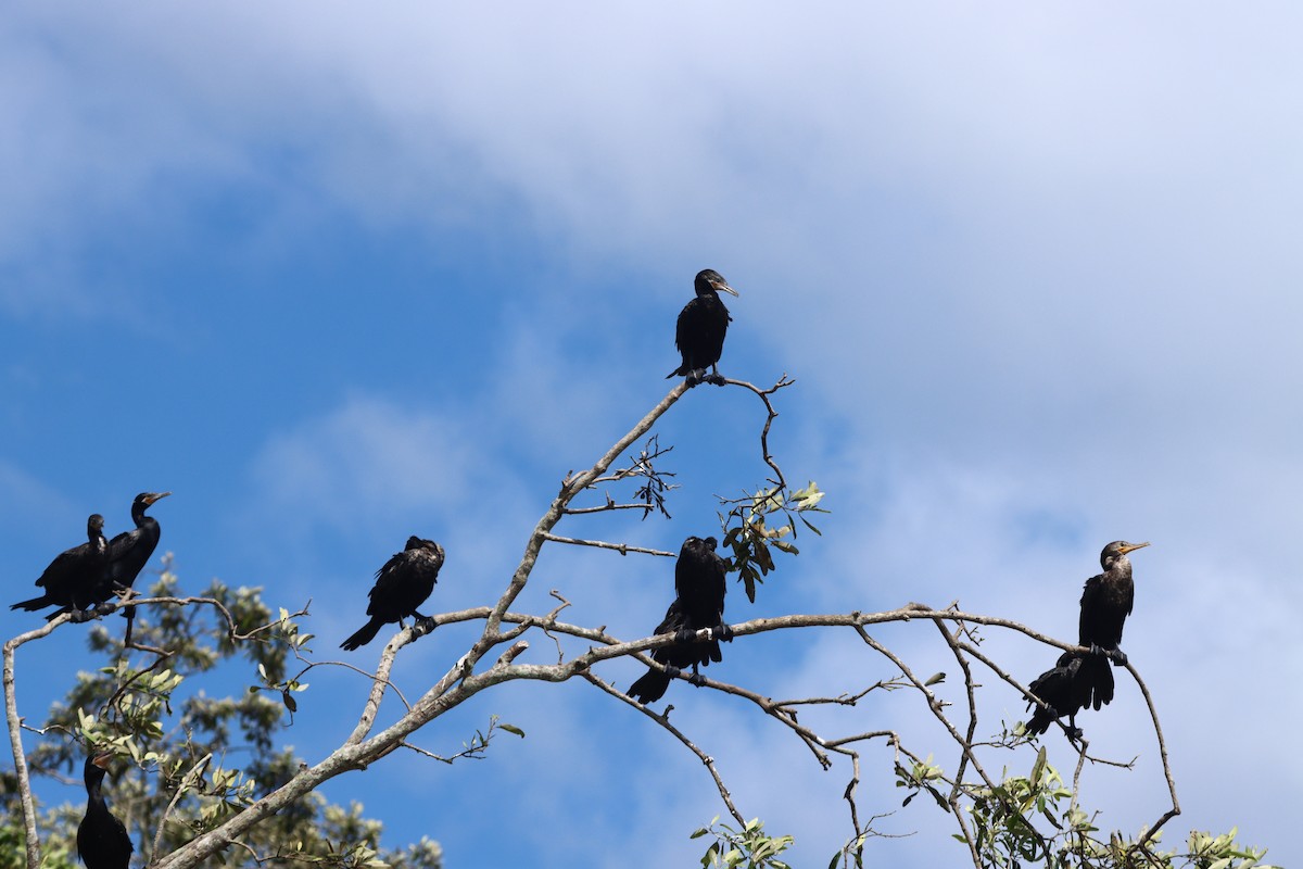 Neotropic Cormorant - ML647306734