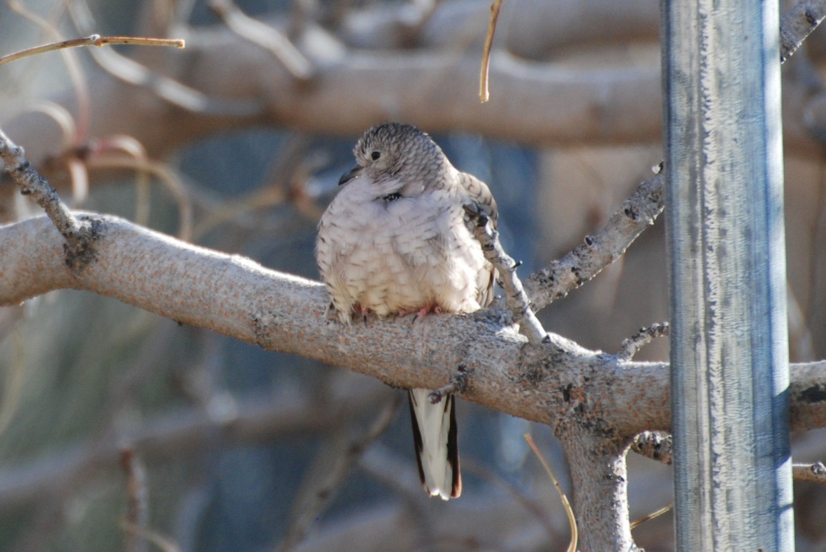 Inca Dove - ML647306735