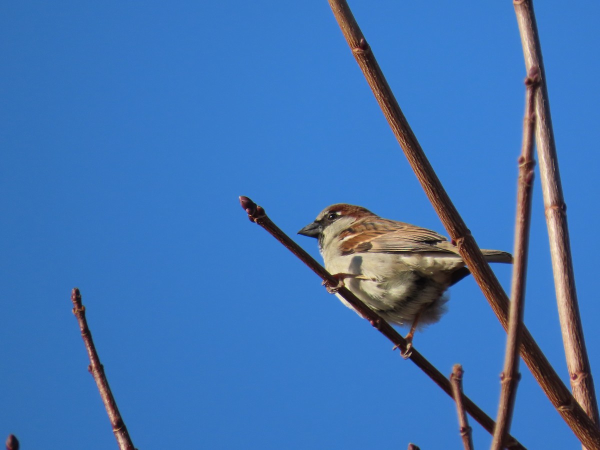 Serçe - ML647306736