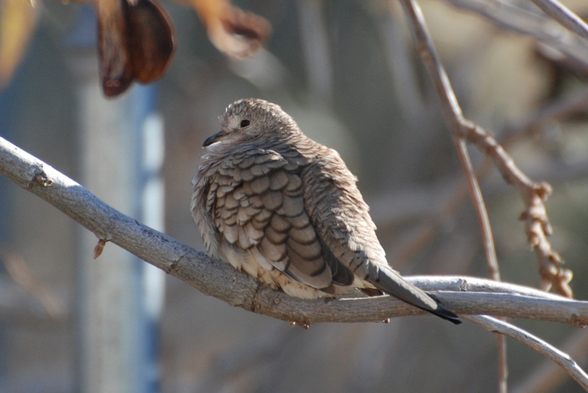 Inca Dove - ML647306740