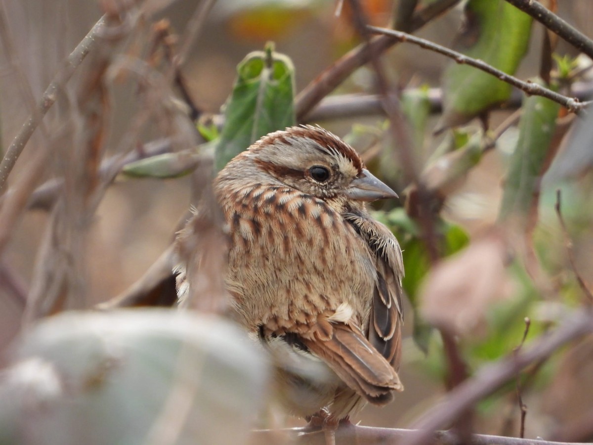 Ötücü Serçe - ML647306750