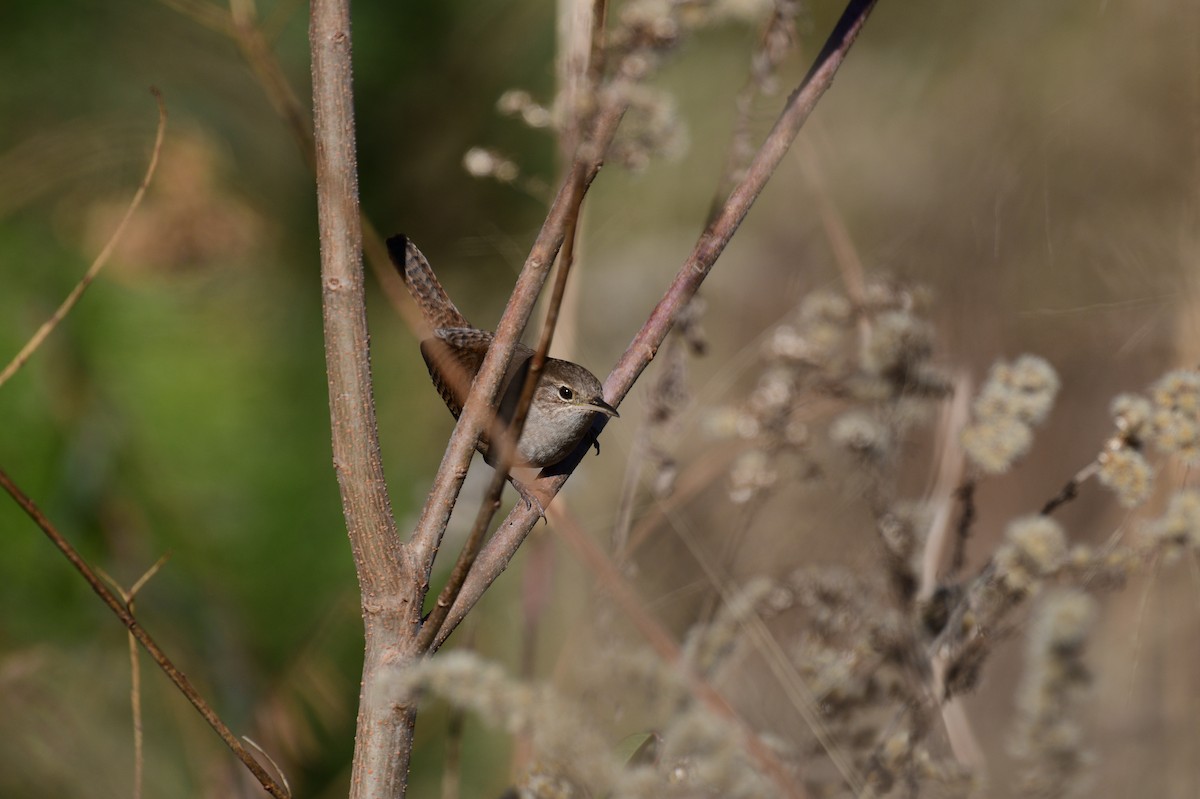 Northern House Wren - ML647306752