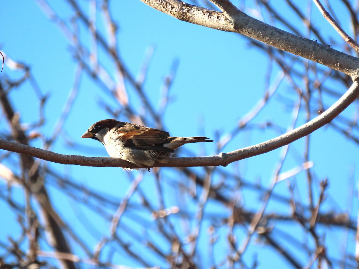 Serçe - ML647306753