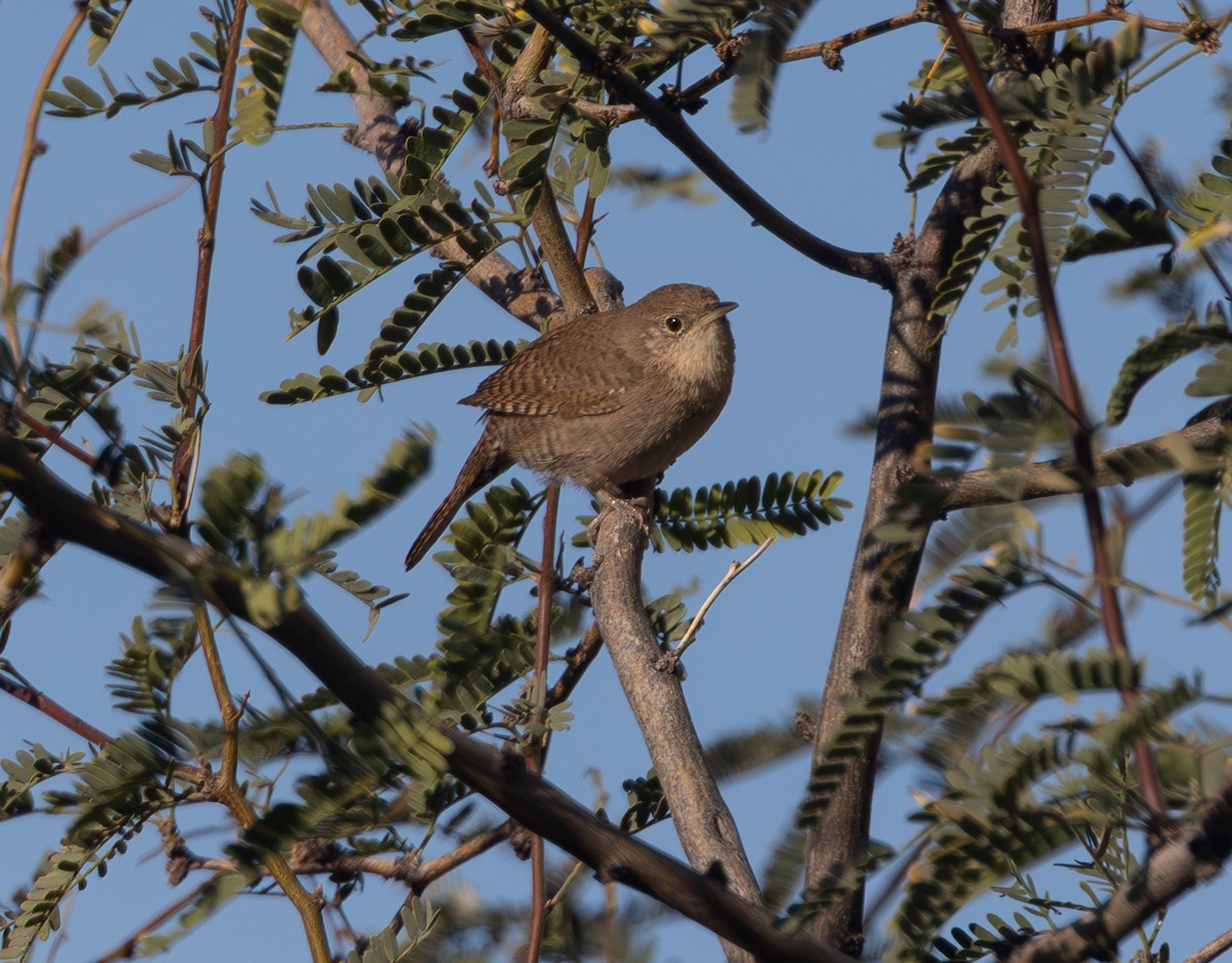 Northern House Wren (Northern) - ML647306755