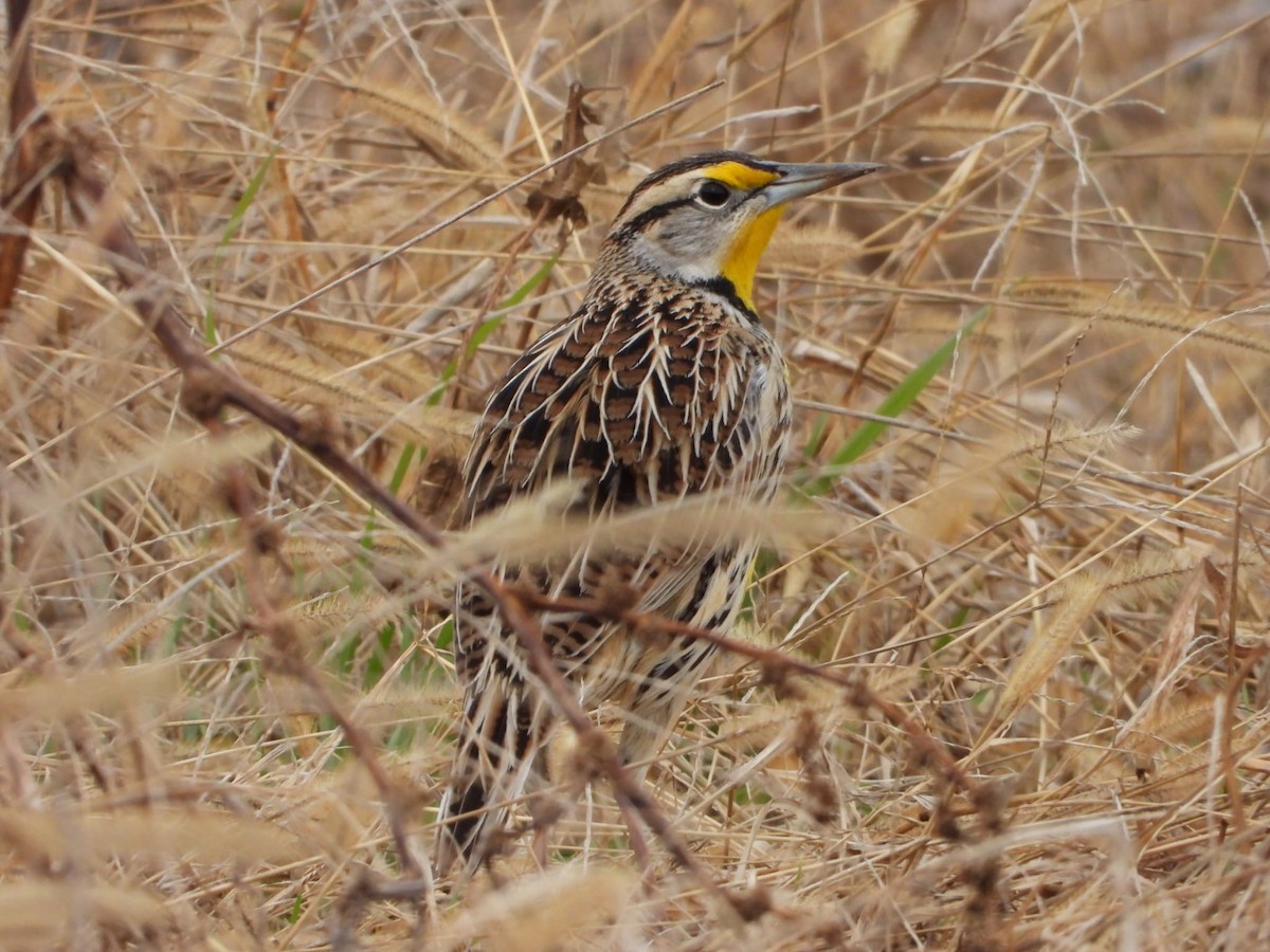 Doğulu Tarlasığırcığı - ML647306760