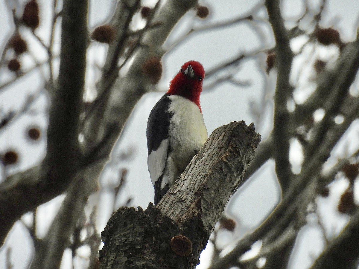 Red-headed Woodpecker - ML647306782