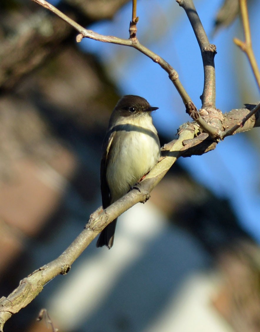Eastern Phoebe - ML647306790