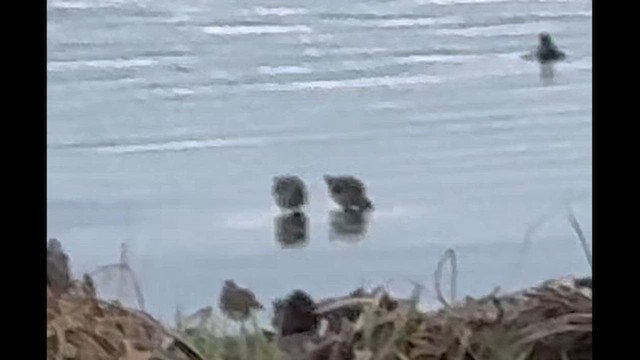 Long-billed Dowitcher - ML647306804