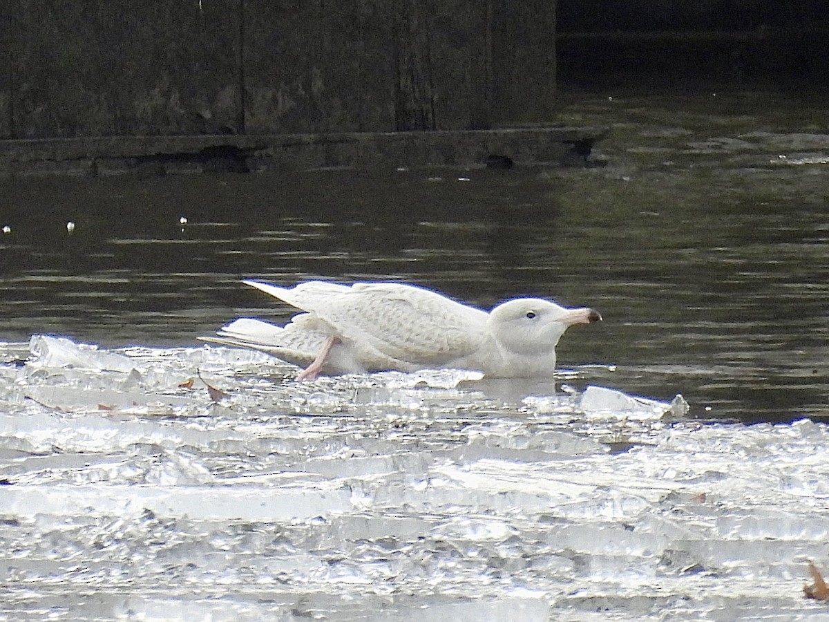 Glaucous Gull - ML647306809