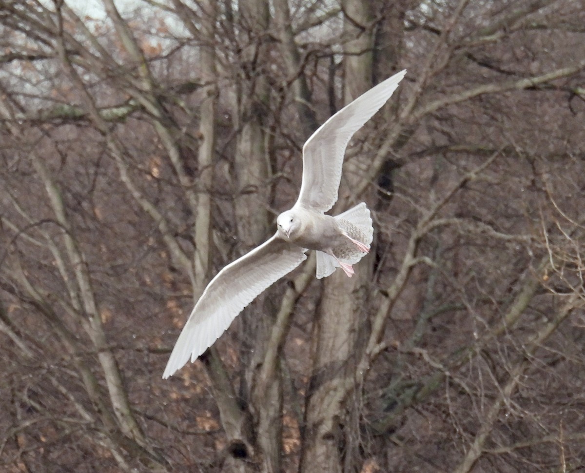 Glaucous Gull - ML647306810