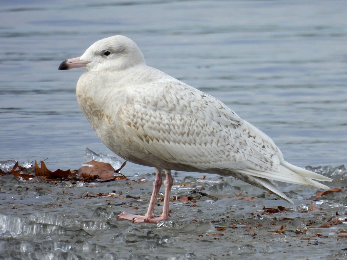 Glaucous Gull - ML647306811
