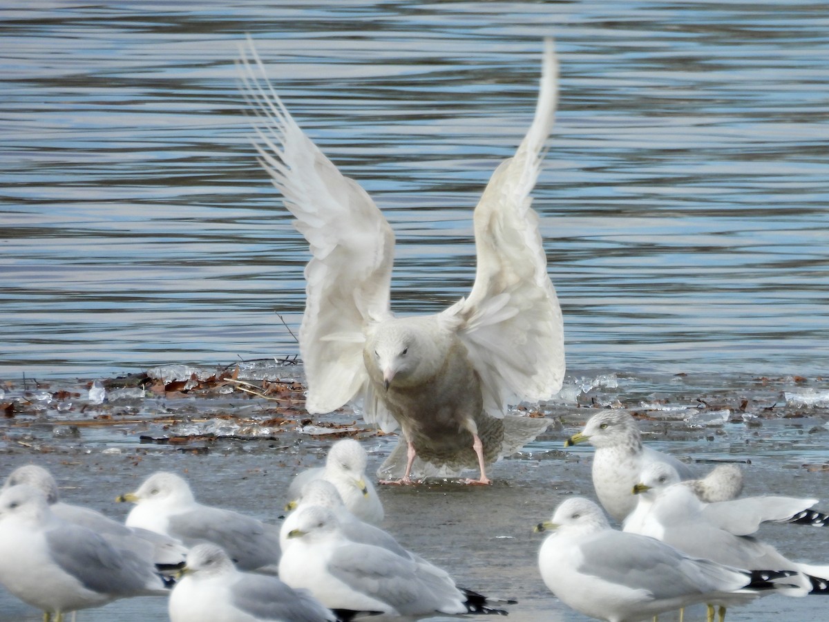 Glaucous Gull - ML647306812