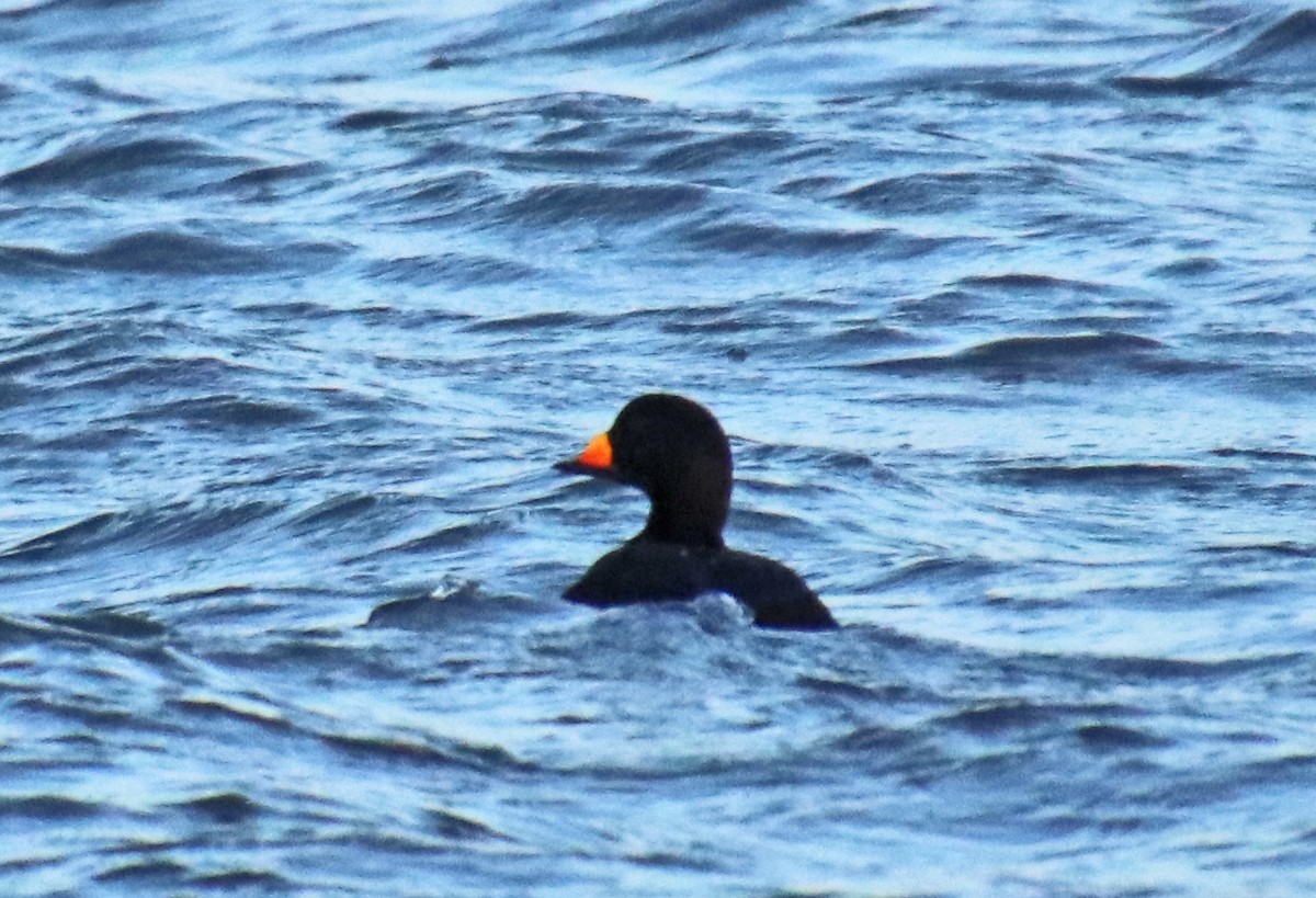 turpan žlutozobý - ML647306814