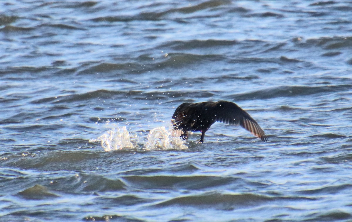 turpan žlutozobý - ML647306815