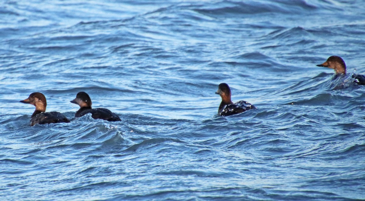 turpan žlutozobý - ML647306816