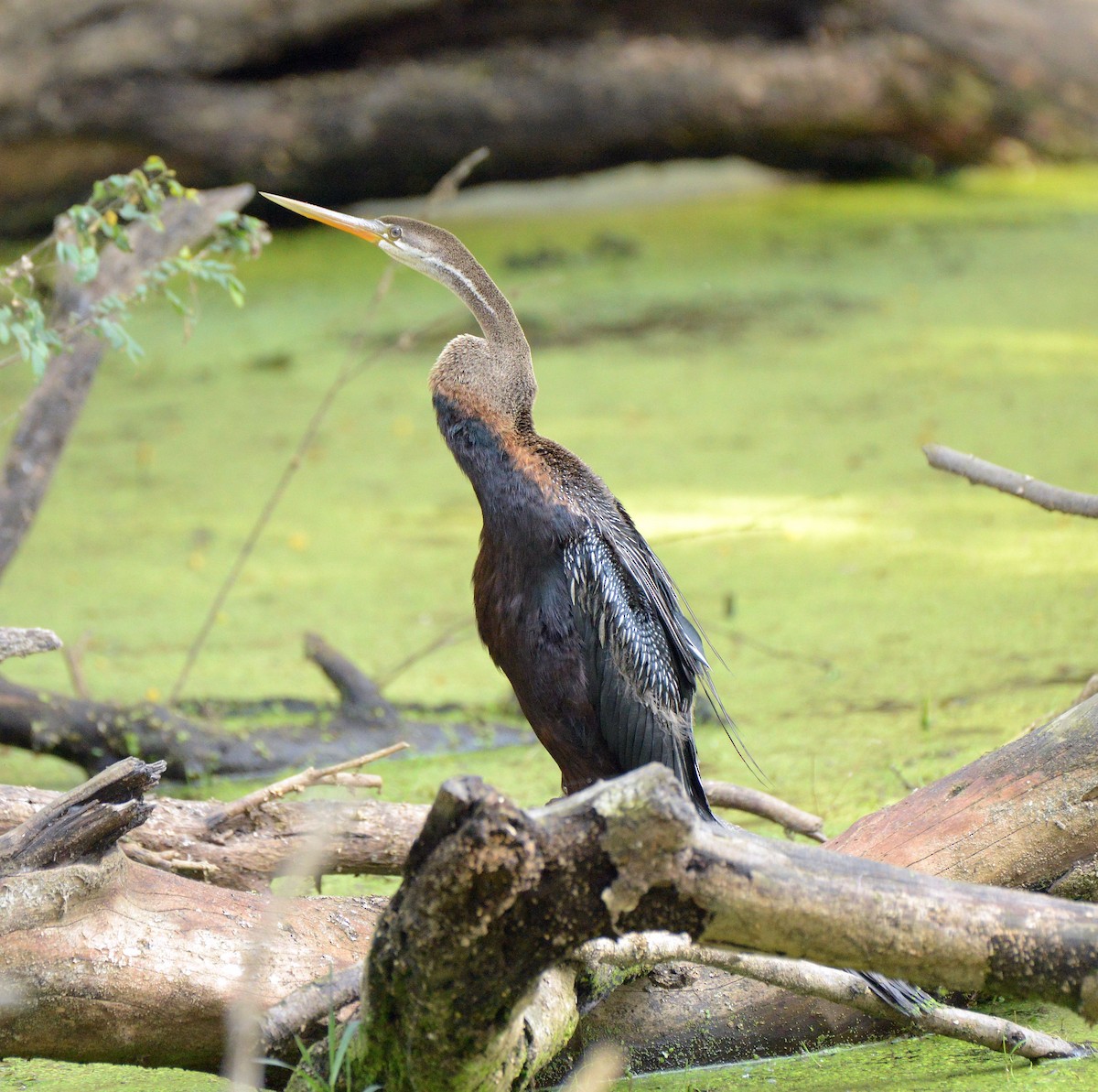 Oriental Darter - ML647306817