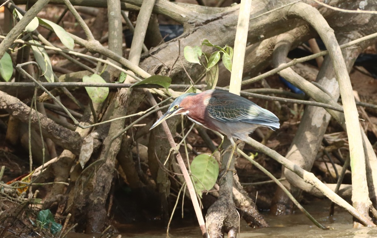 Green Heron - ML647306825