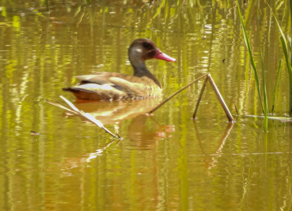 Brazilian Teal - ML647306829