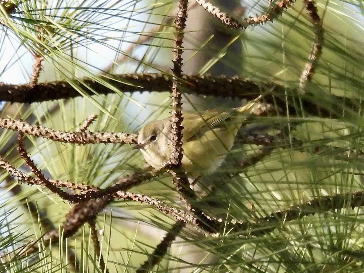 Orange-crowned Warbler - ML647306832