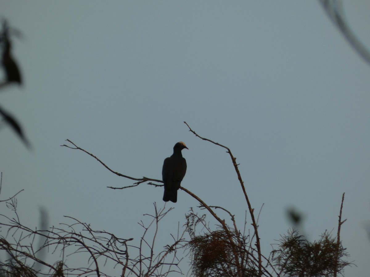 White-crowned Pigeon - ML647306833