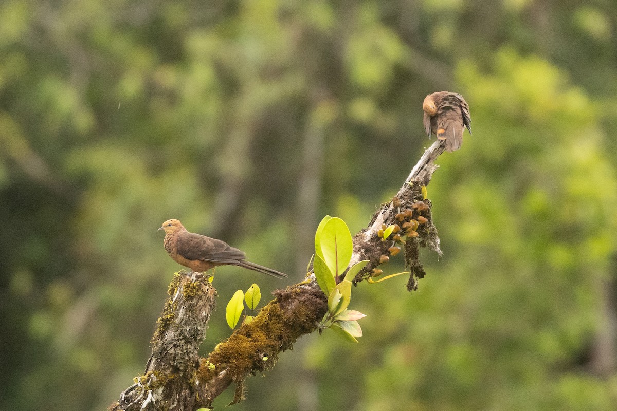 Phasianelle à tête rousse - ML647306854