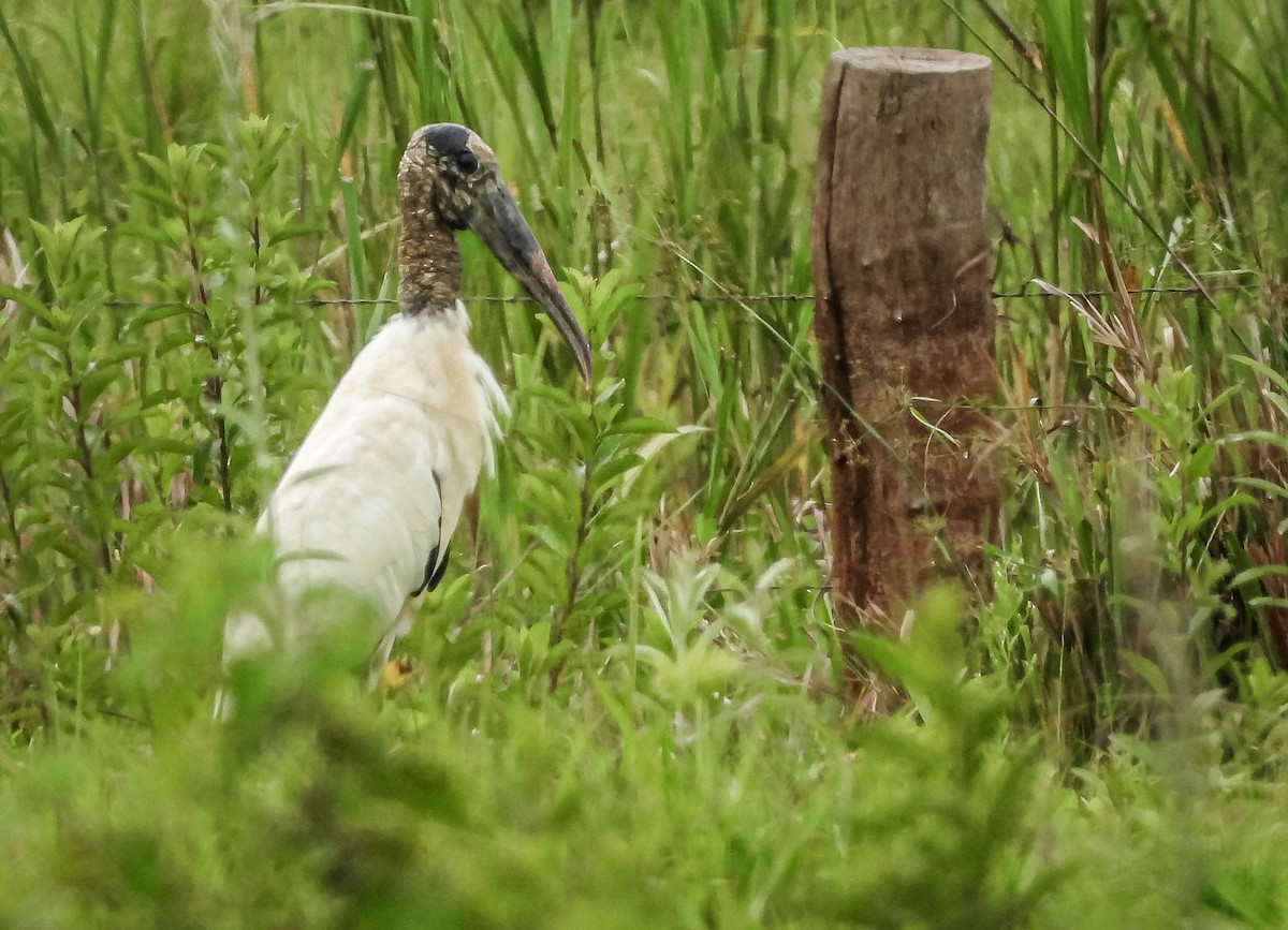 Tantale d'Amérique - ML647306857