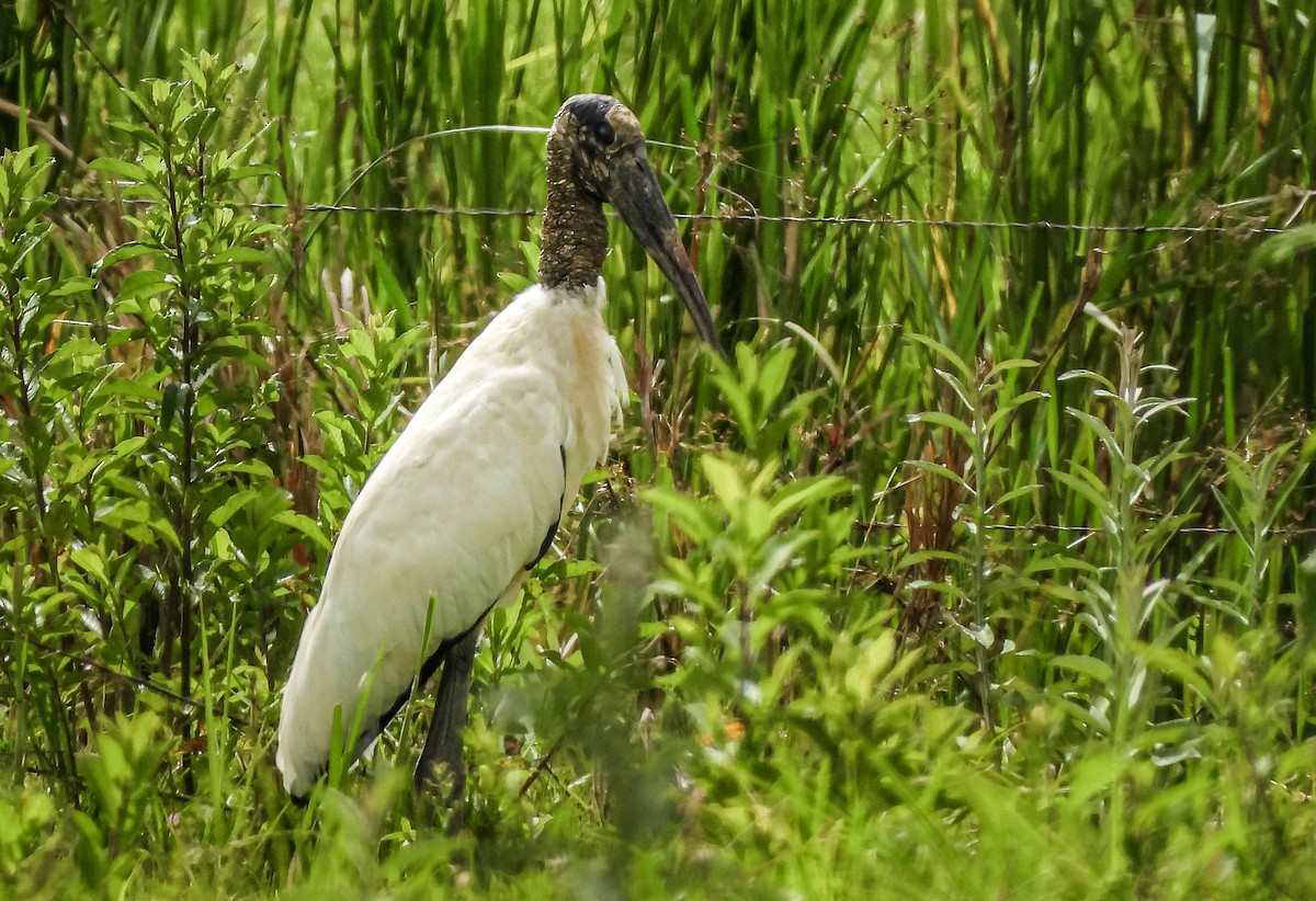 Tantale d'Amérique - ML647306858