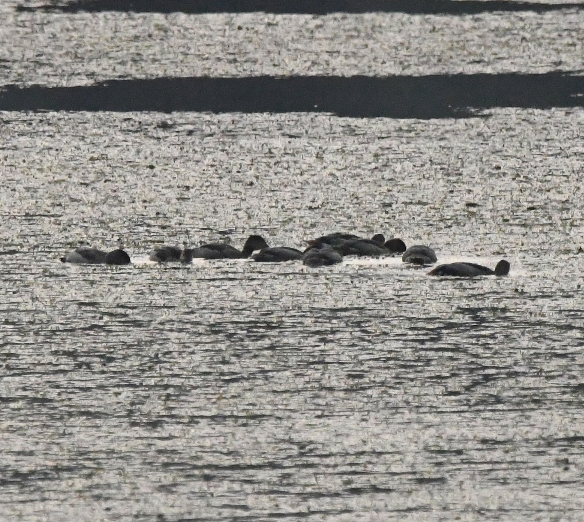 Dendrocygne siffleur - ML647306859